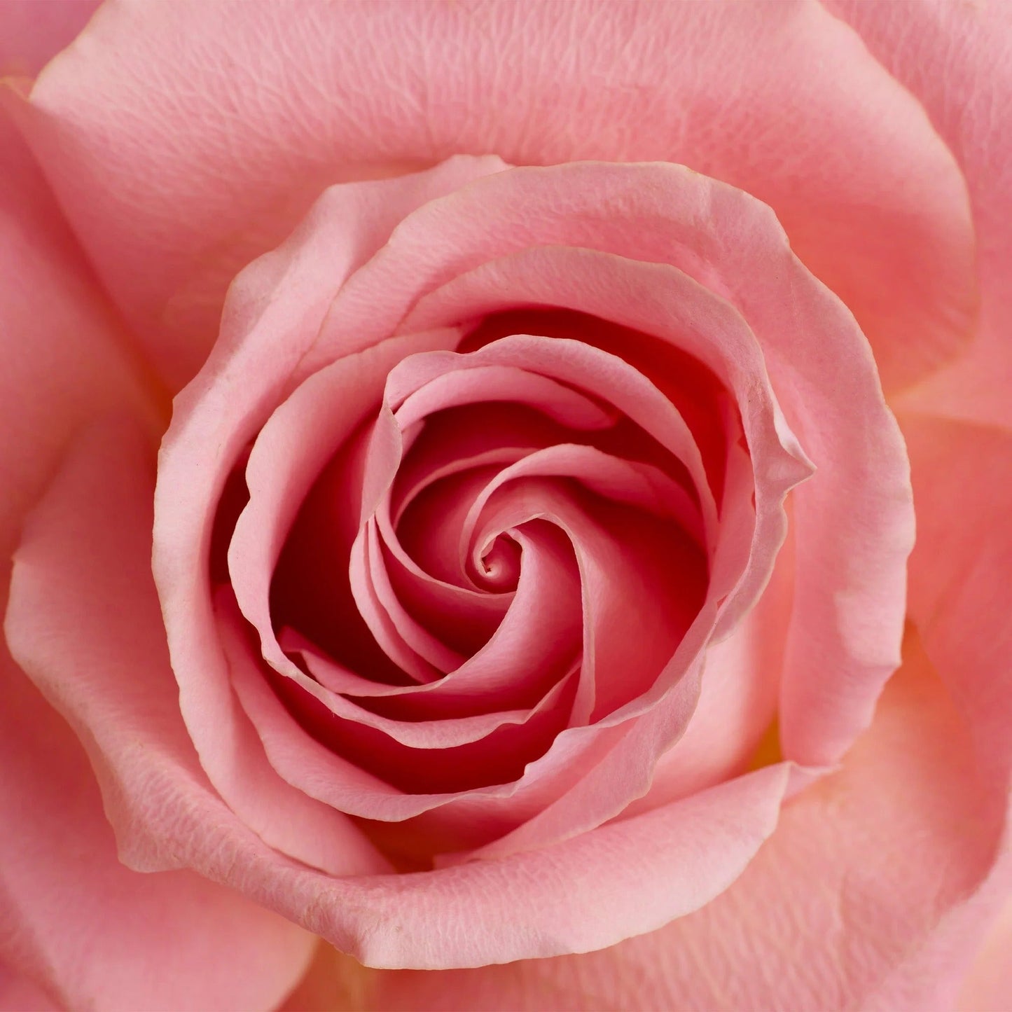 Fleur Majesty Rose Royale – 31