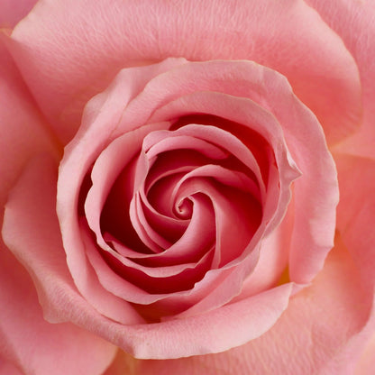 Fleur Majesty Rose Royale – 31
